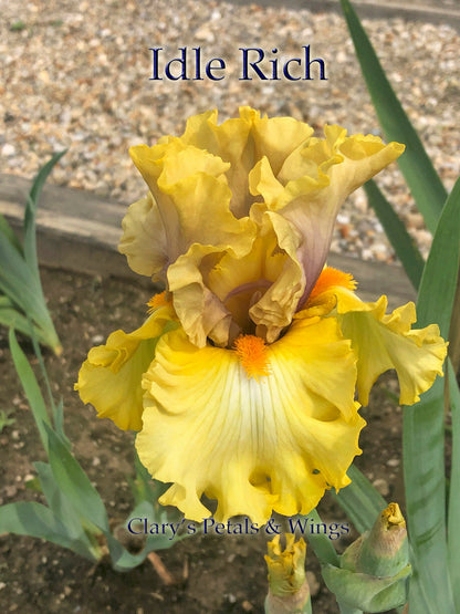 IDLE RICH - 2016 Tall Bearded Iris - Award Winner