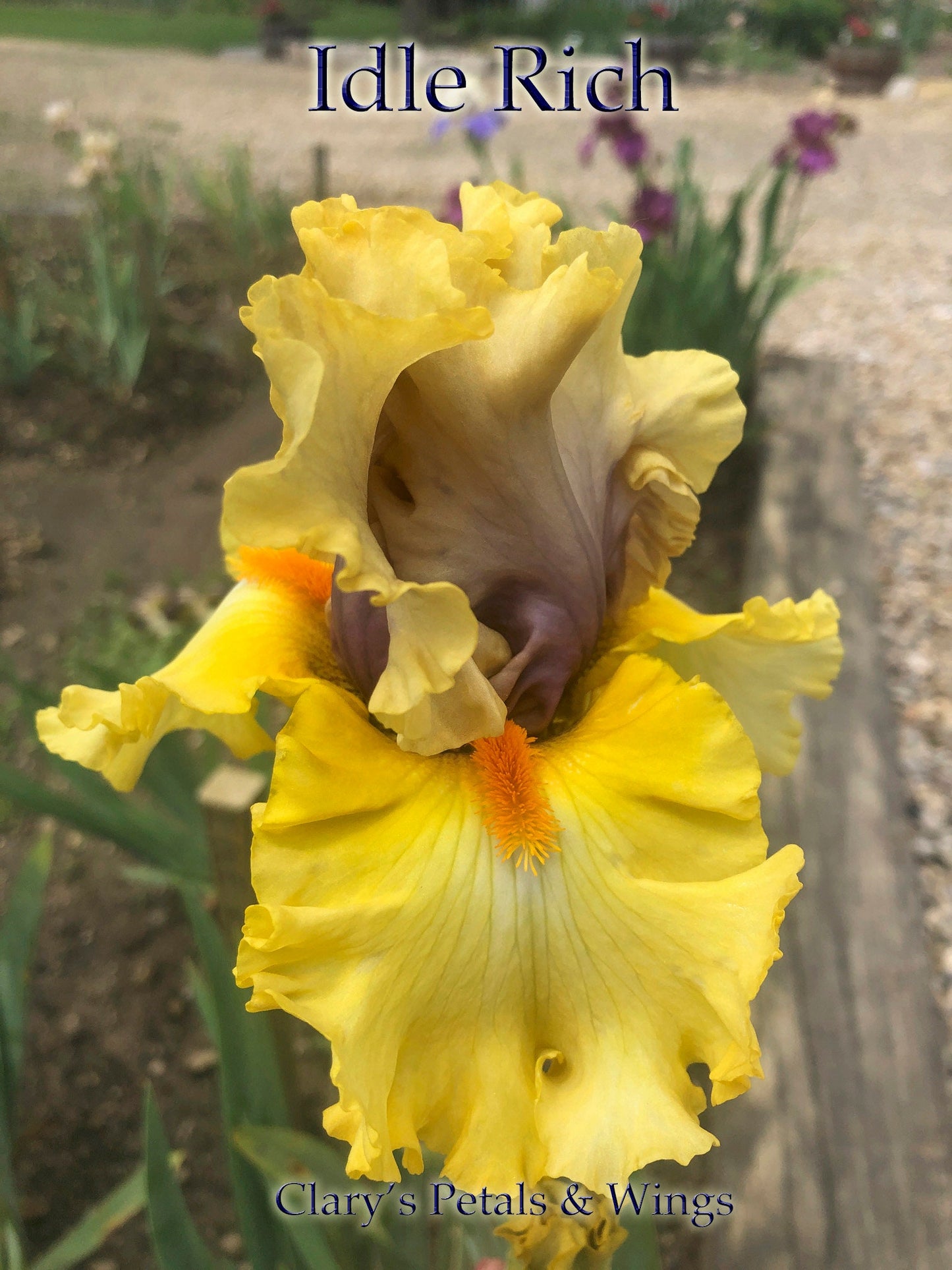 IDLE RICH - 2016 Tall Bearded Iris - Award Winner