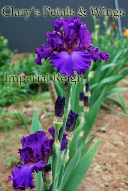 IMPERIAL REIGN -2011- TB
