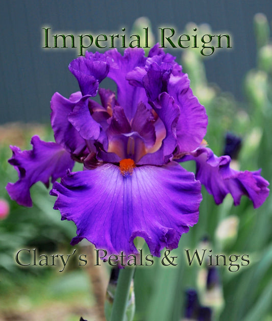 IMPERIAL REIGN -2011- TB