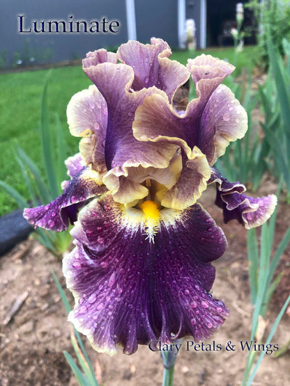 LUMINATE - 2018 Tall Bearded Iris - Garden Stand Out