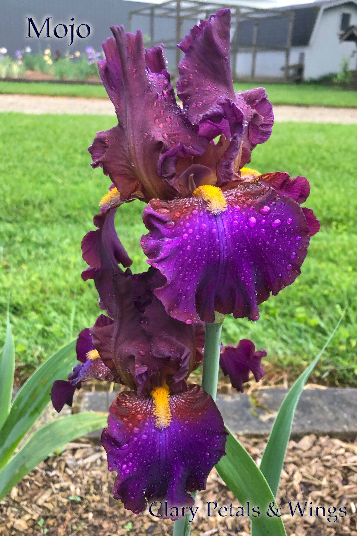 MOJO - 2008 Tall Bearded Iris - Stunning garden stand out