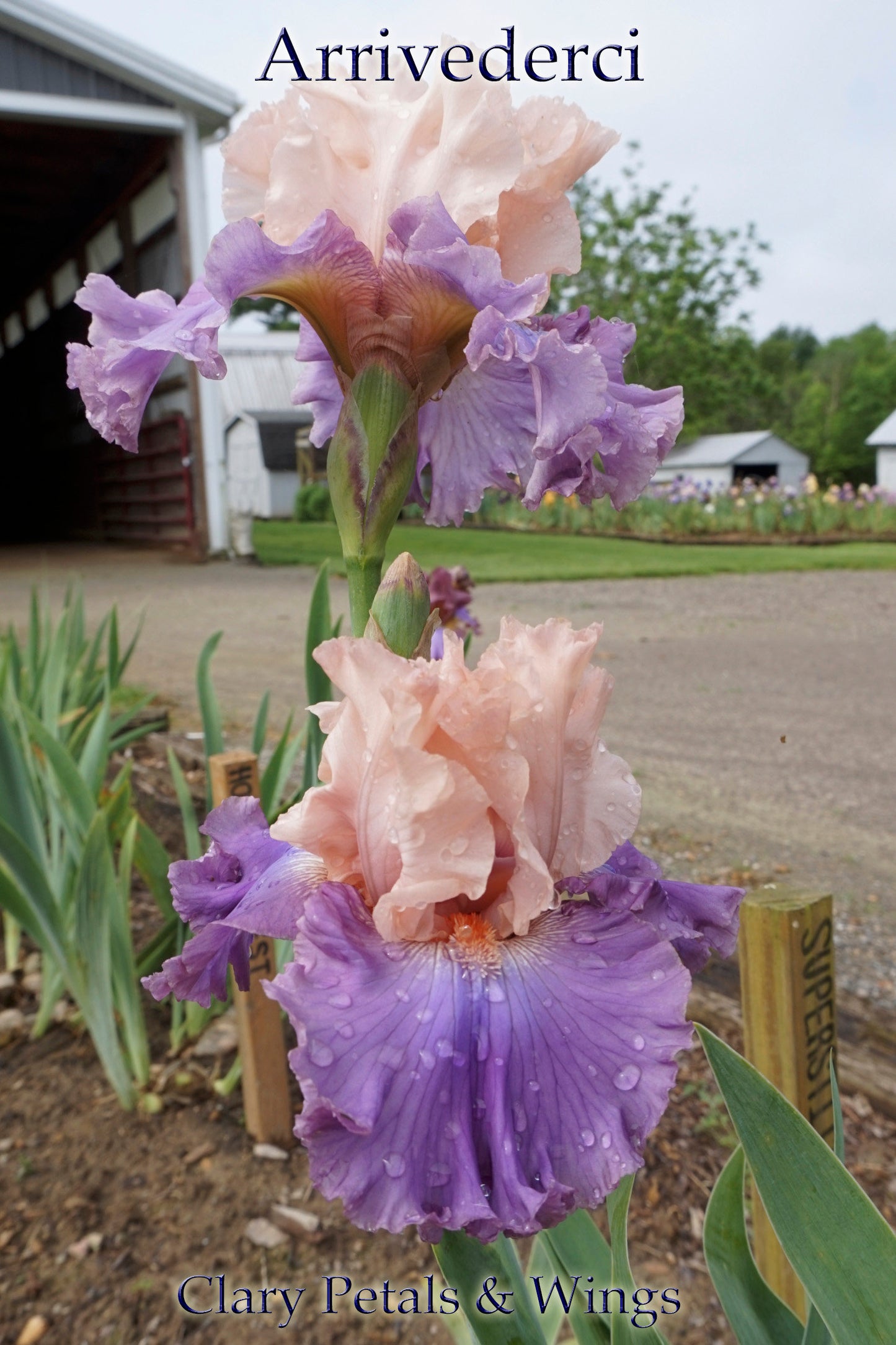 ARRIVEDERCI - 2014 Tall Bearded Iris - Peach/Pink/Lavender