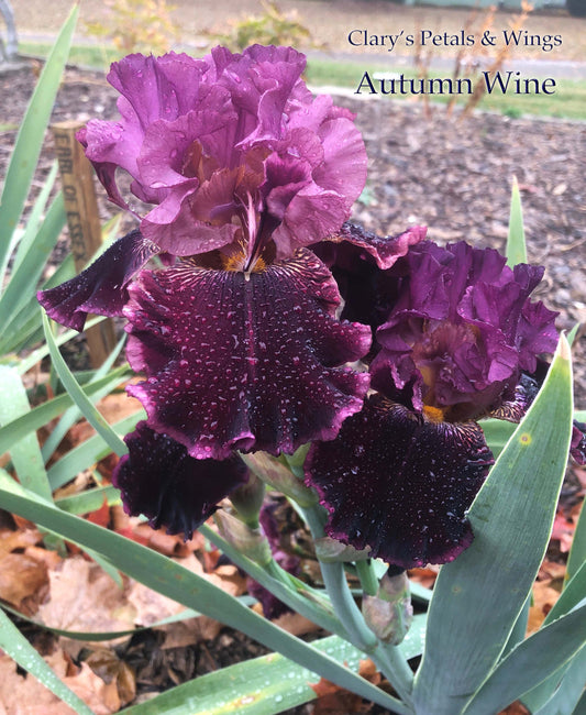 AUTUMN WINE - 2003 - BB - Reblooming