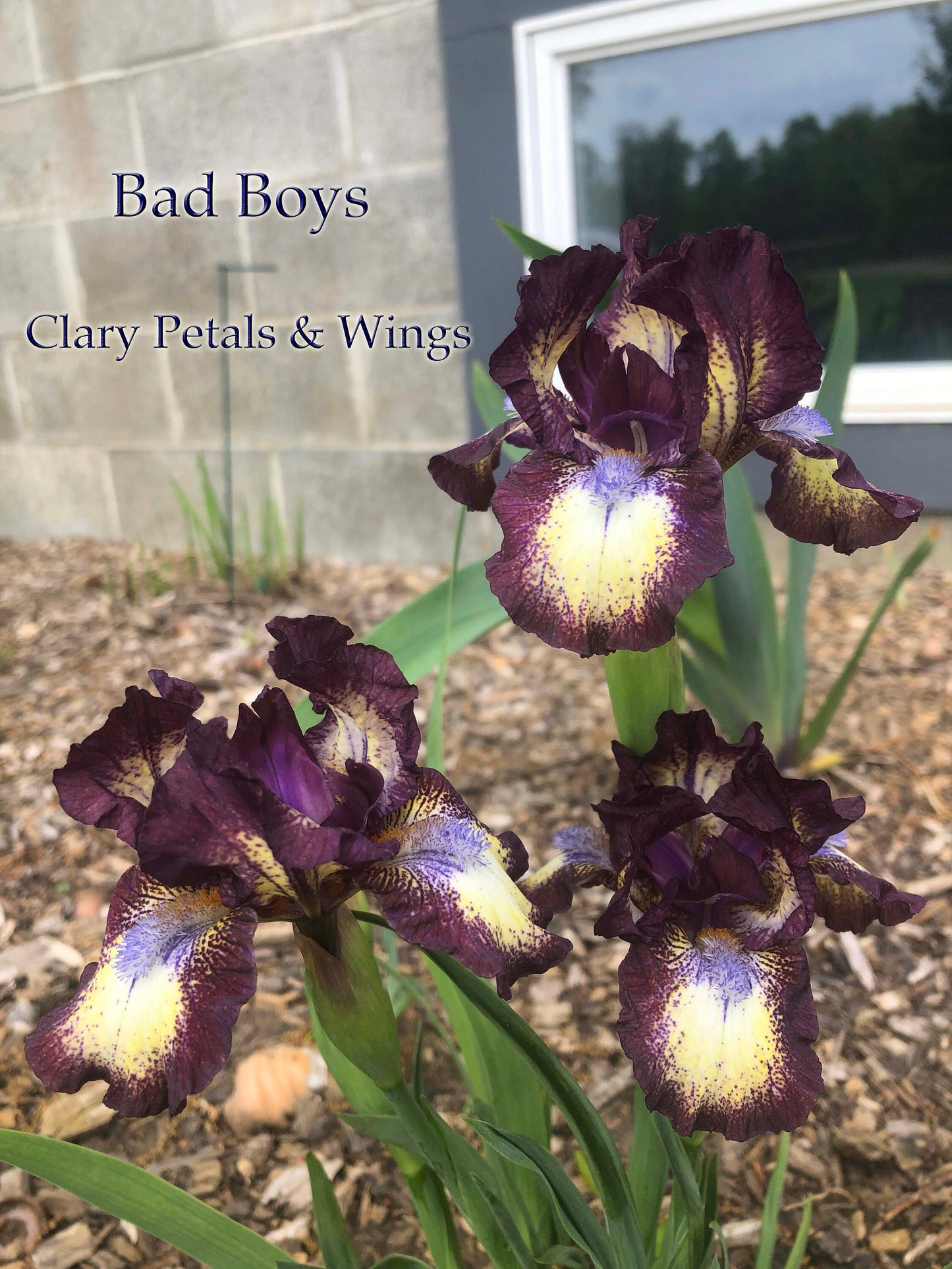 BAD BOYS - 2011 Standard Dwarf Bearded Iris - Fragrant - Award Winner