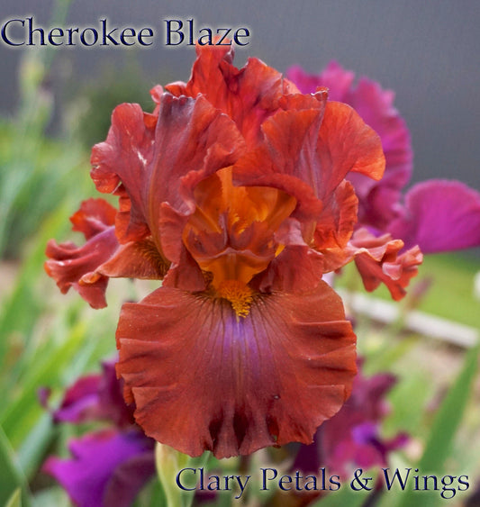 CHEROKEE BLAZE- 2013 Tall Bearded iris - red violet and gold, stunning standout!