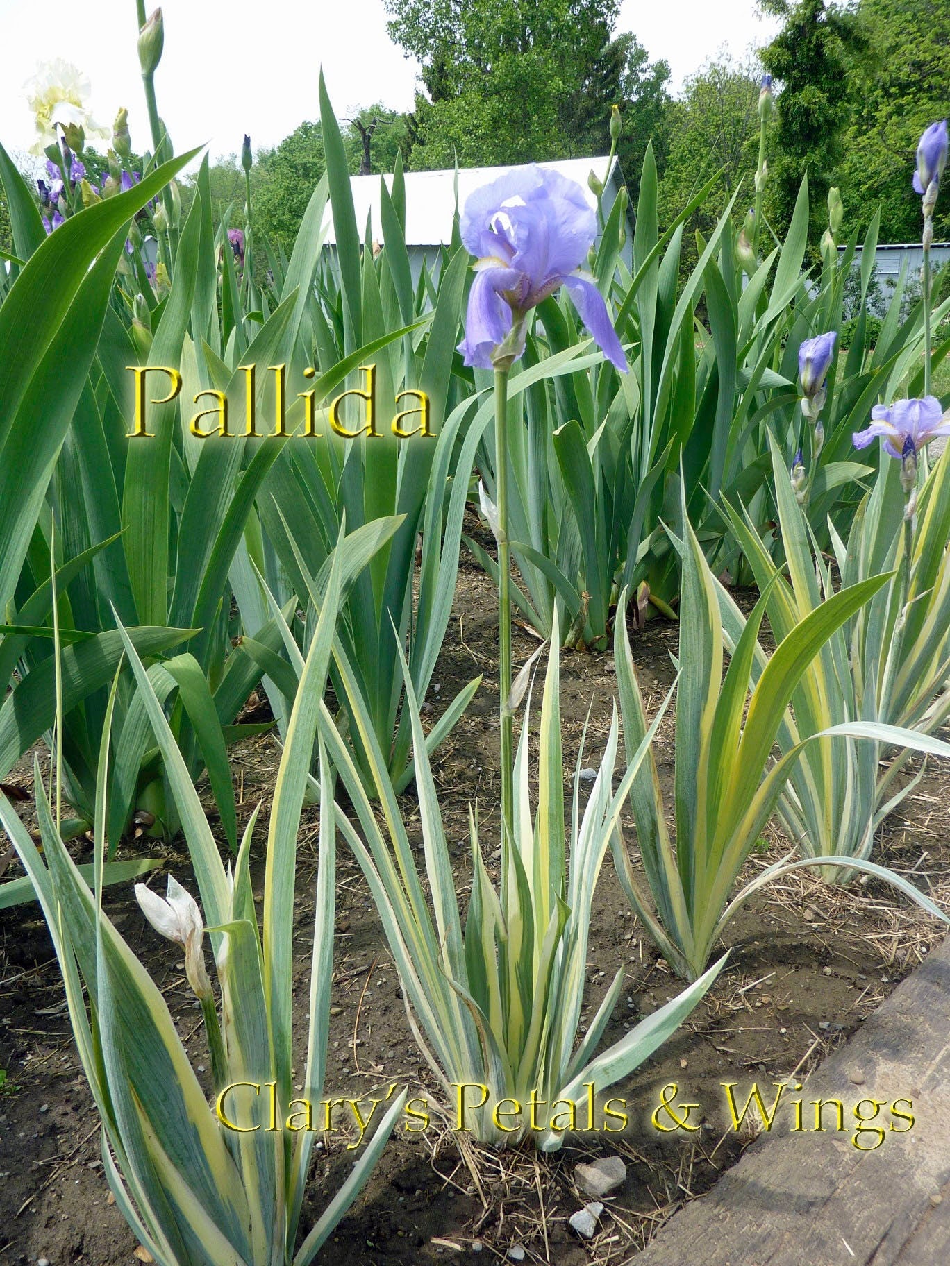 PALLIDA   Tall Bearded Iris  VARIEGATED   FRAGRANT