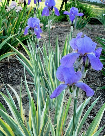 PALLIDA   Tall Bearded Iris  VARIEGATED   FRAGRANT