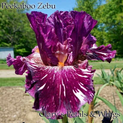 PEEKABOO ZEBU - 2005 Tall Bearded Iris - Award winner - broken color