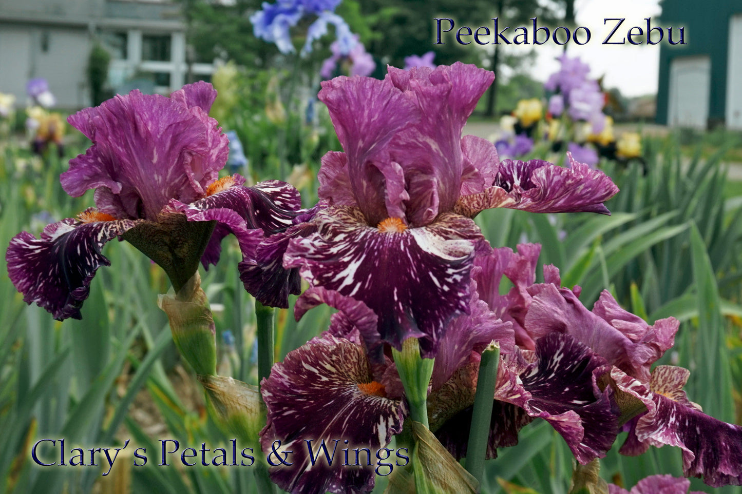 PEEKABOO ZEBU - 2005 Tall Bearded Iris - Award winner - broken color