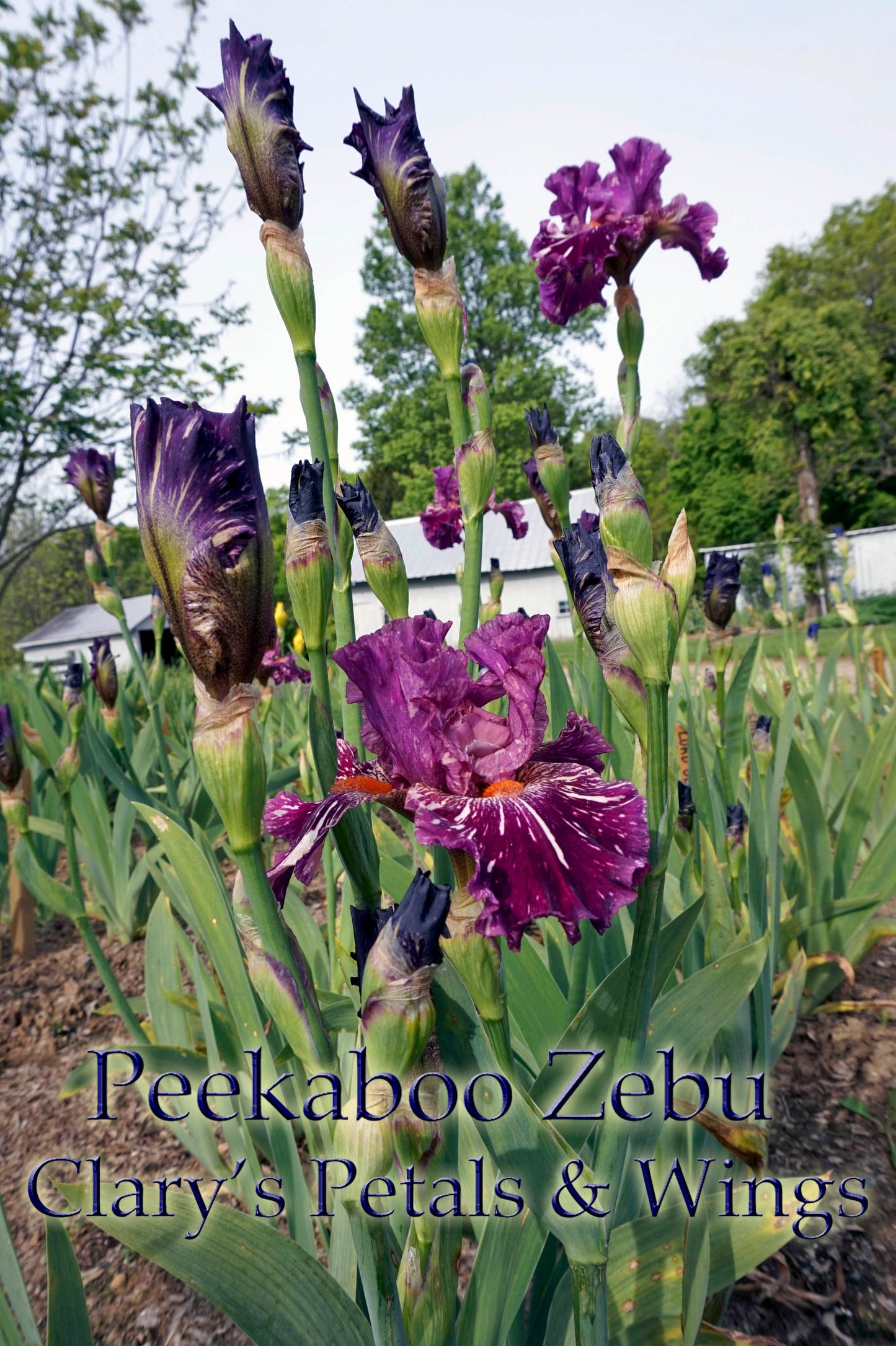 PEEKABOO ZEBU - 2005 Tall Bearded Iris - Award winner - broken color