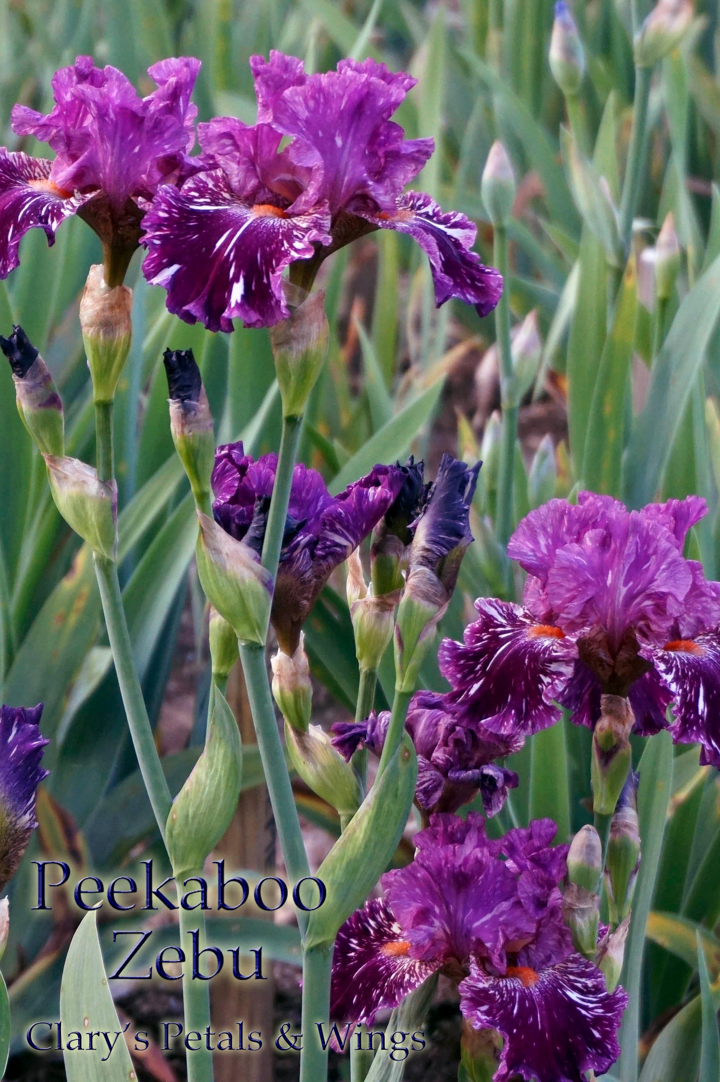 PEEKABOO ZEBU - 2005 Tall Bearded Iris - Award winner - broken color