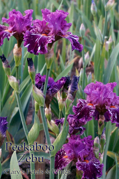 PEEKABOO ZEBU - 2005 Tall Bearded Iris - Award winner - broken color