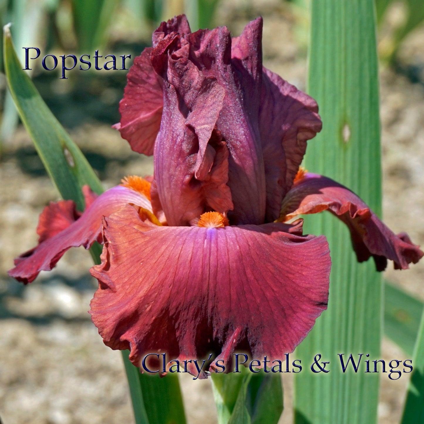 POPSTAR - 2003 - Blythe import - Tall Bearded Iris