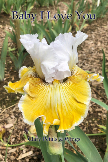 Baby I Love You - 2011 Tall Bearded Iris - Very Fragrant - Award Winner