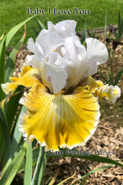 Baby I Love You - 2011 Tall Bearded Iris - Very Fragrant - Award Winner