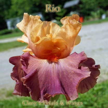 RIO - Tall Bearded Iris - Award Winner! Coral, Rose Mauve, Apricot