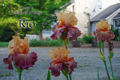 RIO - Tall Bearded Iris - Award Winner! Coral, Rose Mauve, Apricot