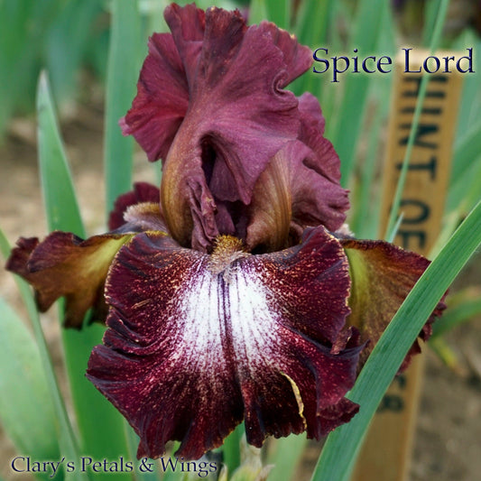 SPICE LORD - 2002 - TB