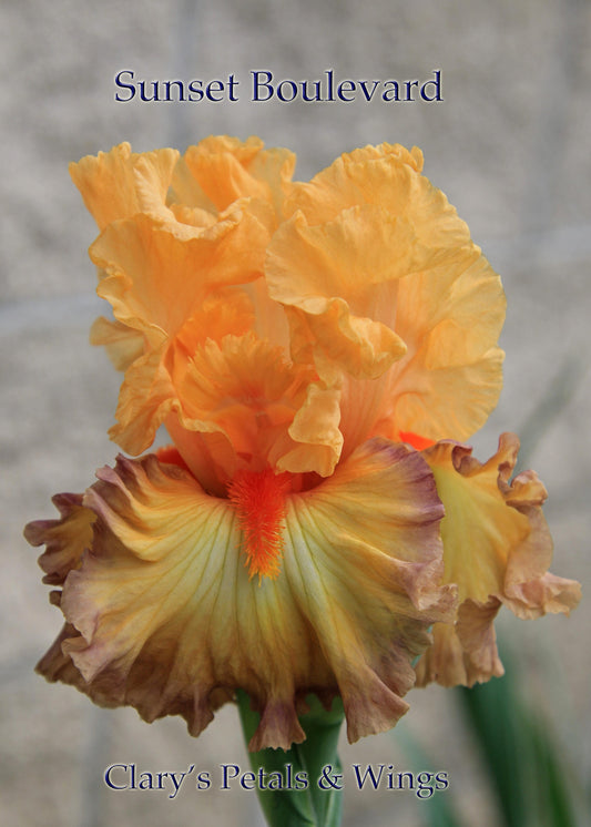 SUNSET BOULEVARD - 2017 - TB