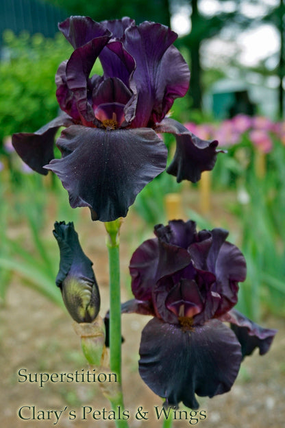 SUPERSTITION  Historic Tall Bearded Iris - Late Bloom, Black