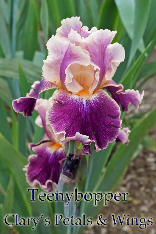 TEENYBOPPER - 2009 - TB