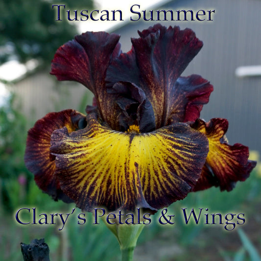 Tuscan Summer - 2010 Tall Bearded Iris - Award Winner - Fiery red