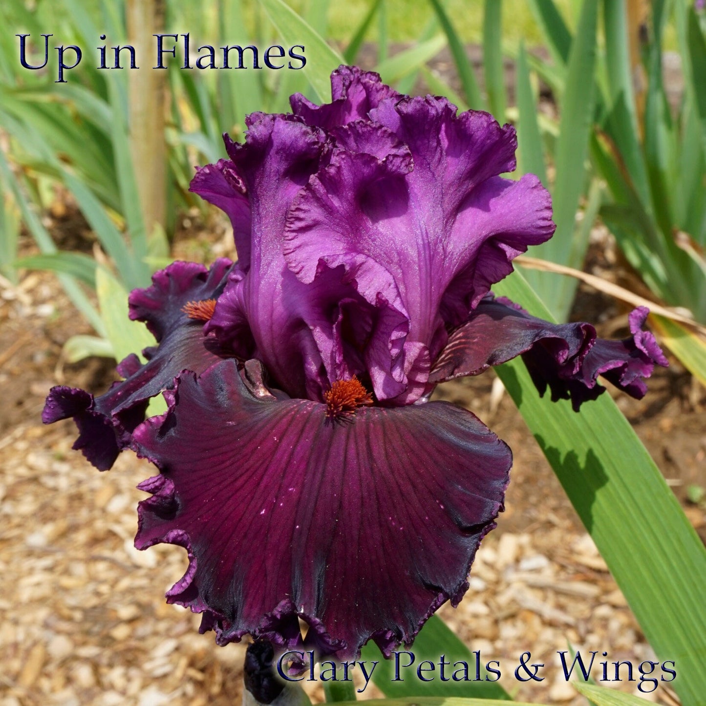 UP IN FLAMES - 2010 Tall Bearded Iris -  A fragrant award winner
