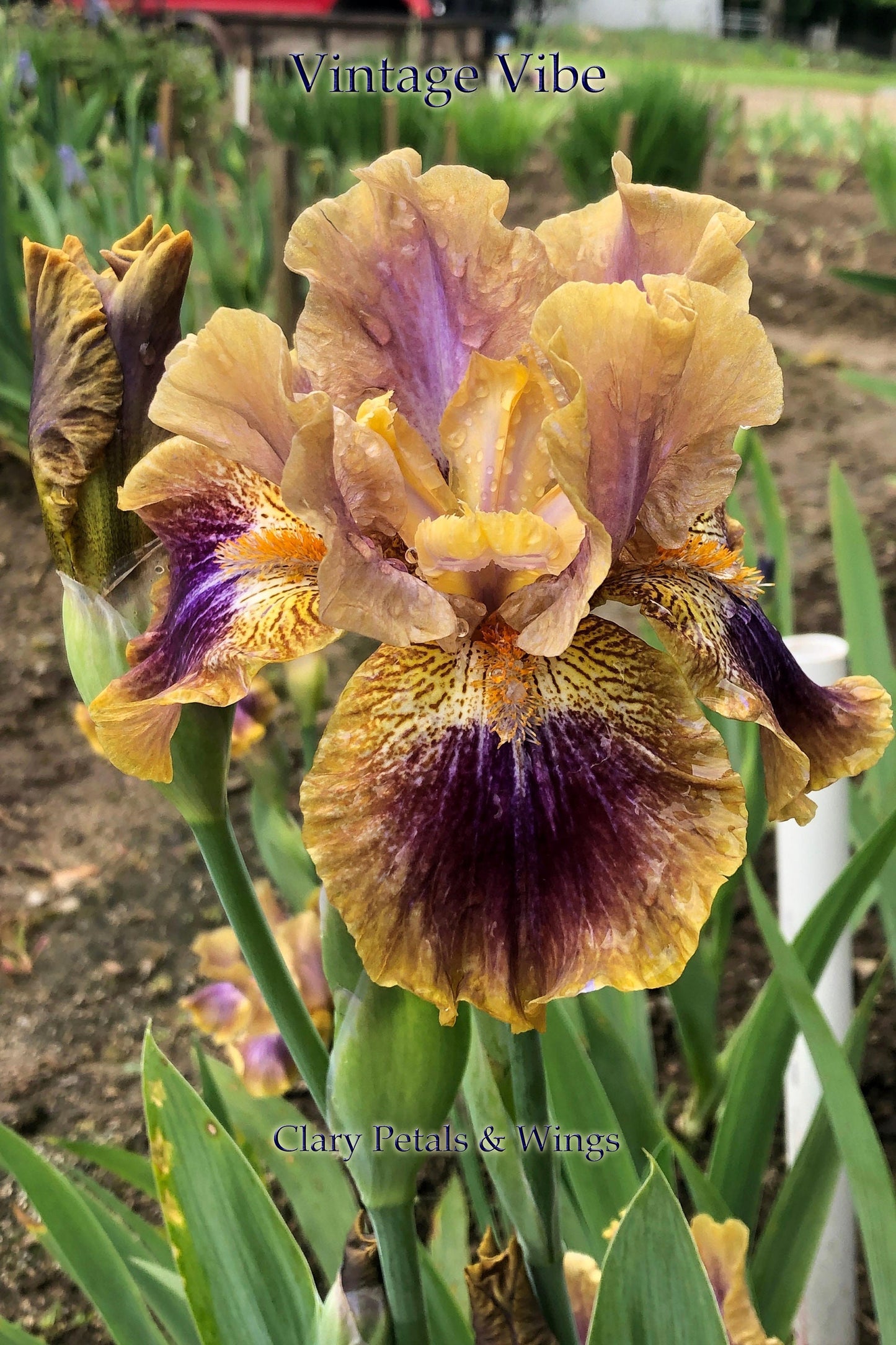 VINTAGE VIBE - 2015 Intermediate Bearded Iris