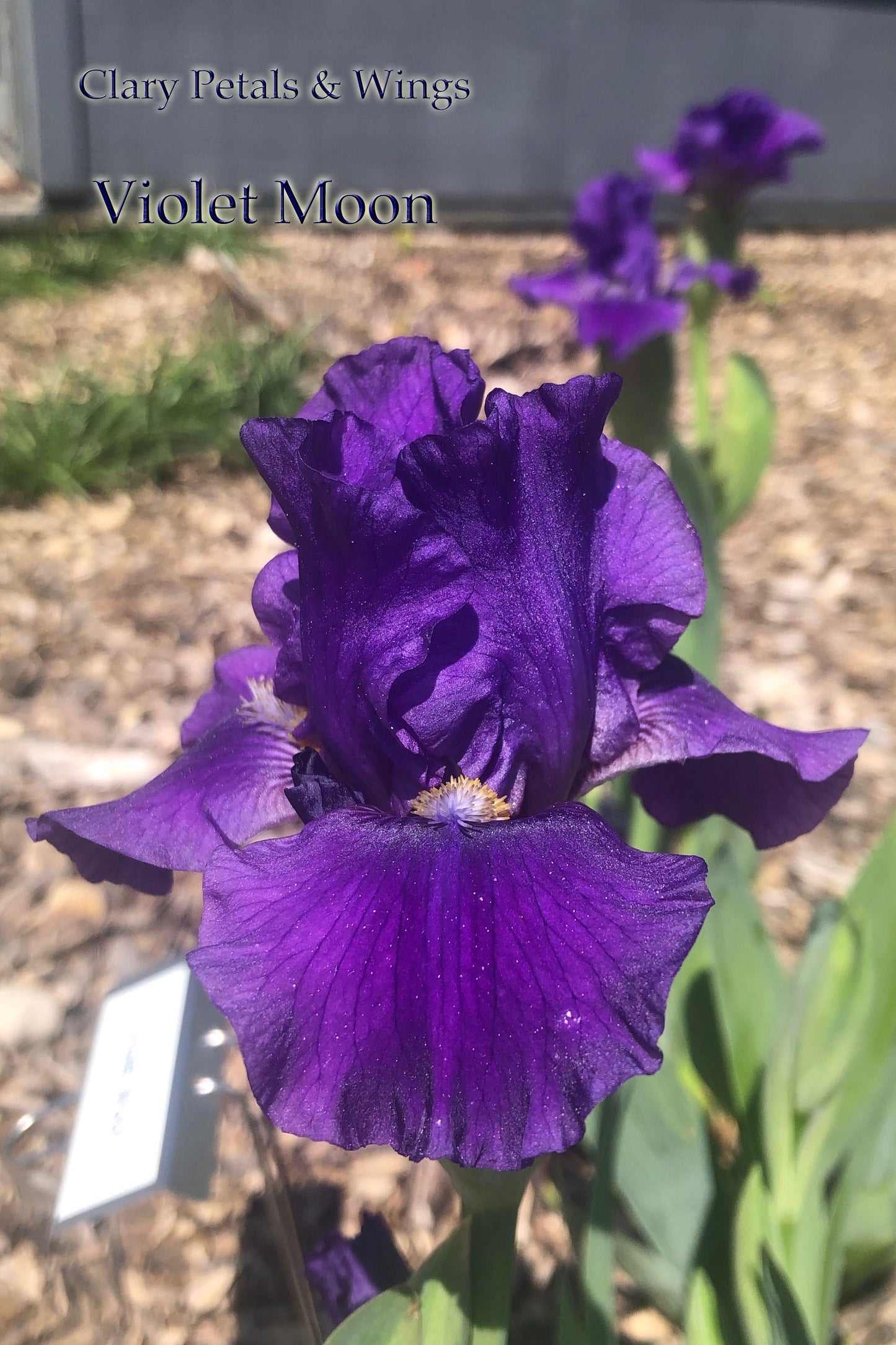 VIOLET MOON - 2018 Intermediate Bearded Iris - Reblooming