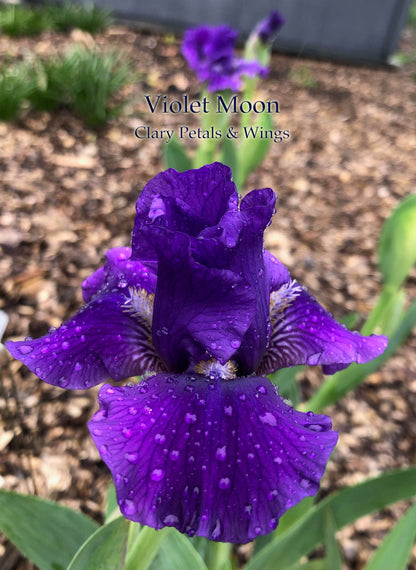 VIOLET MOON - 2018 Intermediate Bearded Iris - Reblooming