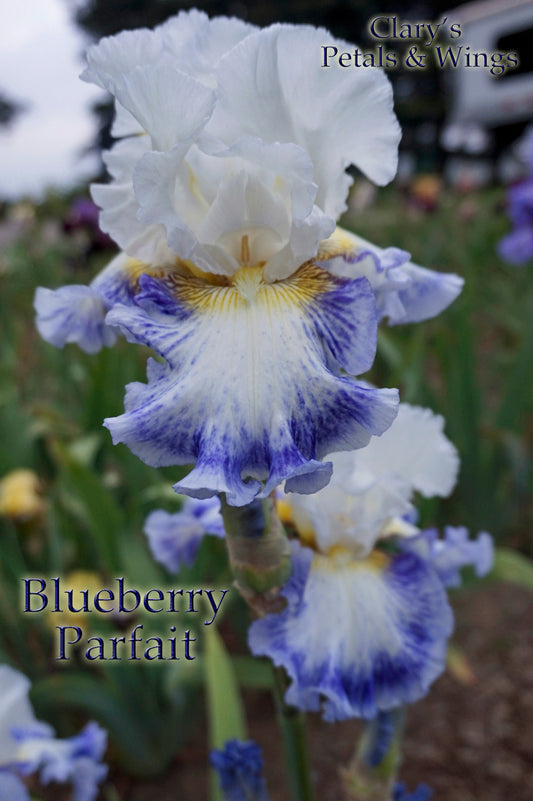 BLUEBERRY PARFAIT - 2009 - TB