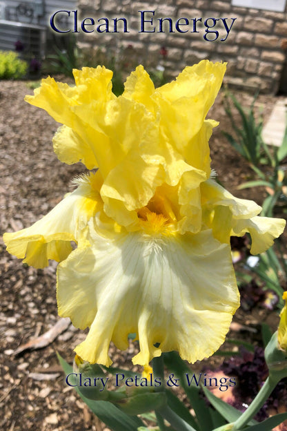 CLEAN ENERGY - 2018 Tall Bearded Iris - bubble ruffled, fragrant
