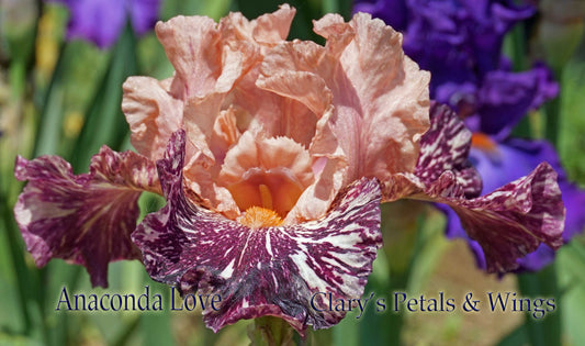 ANACONDA LOVE - 1999 - BB - Fragrant