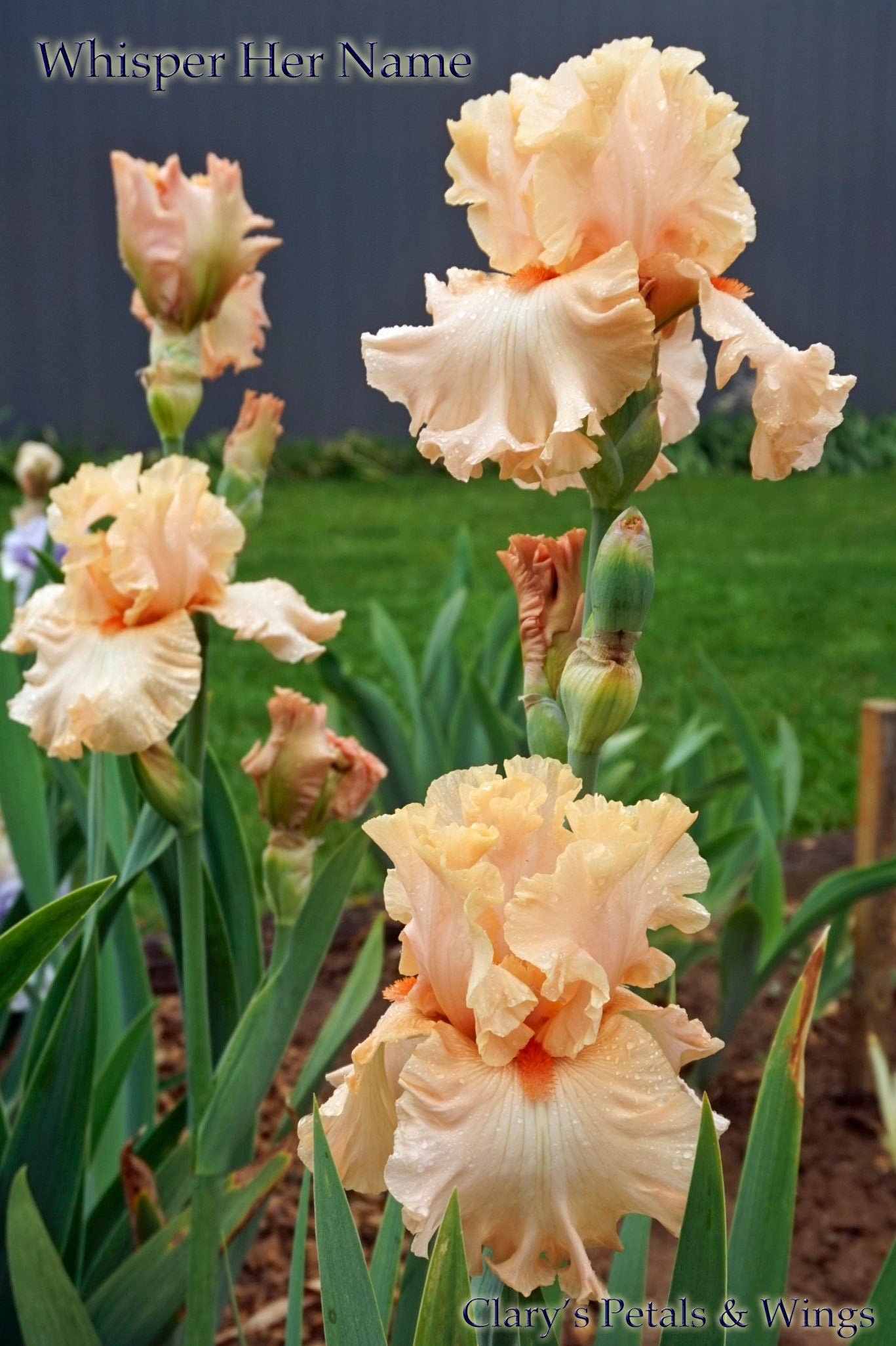 Whisper Her Name - 2011 Tall Bearded Iris - Blyth Import