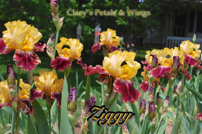 ZIGGY - 2000 Tall Bearded Iris - Broken Color ,Fragrant & Rebooming