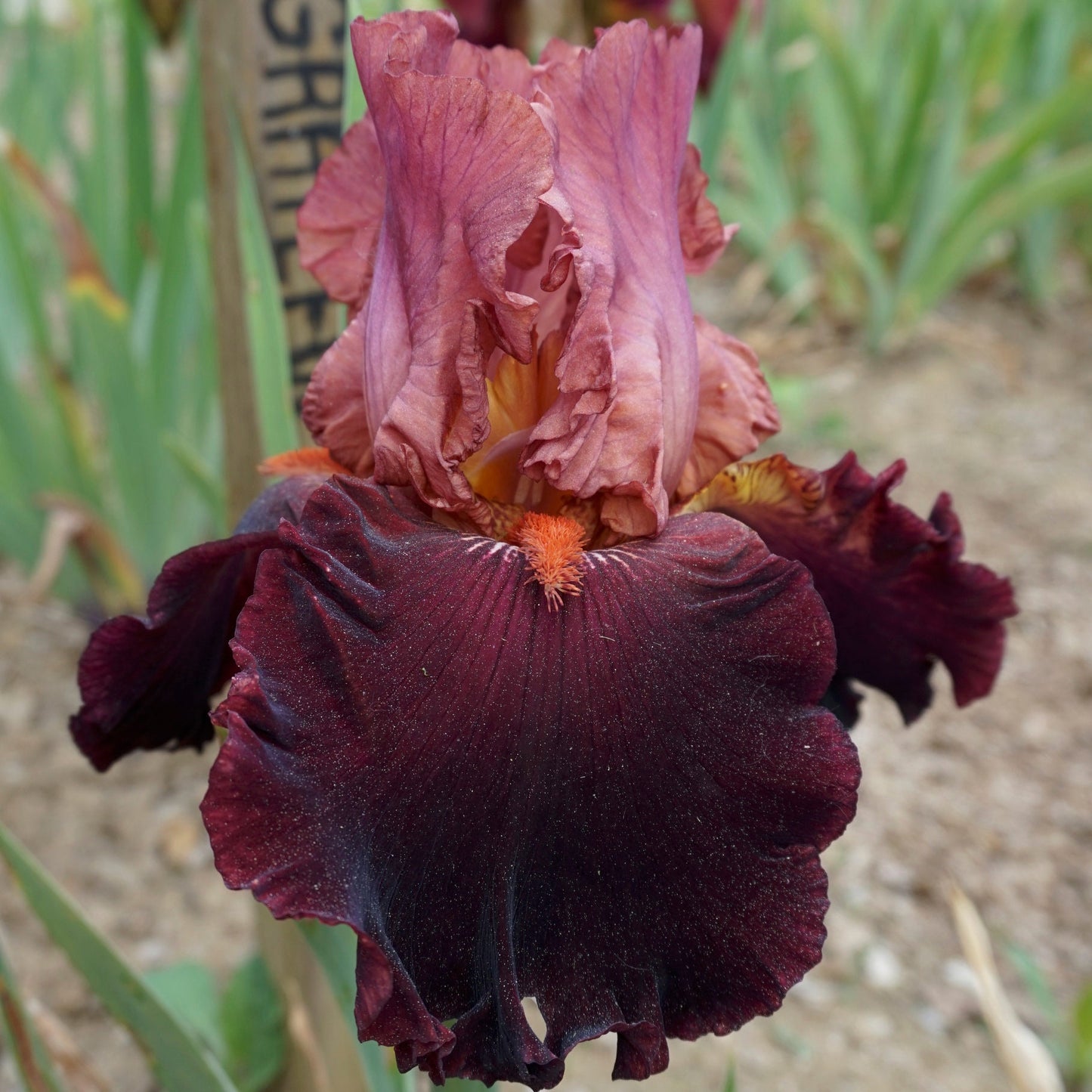 WEARING RUBIES - Blyth 2002 - Tall Bearded Iris - Long bloom - Fragrant