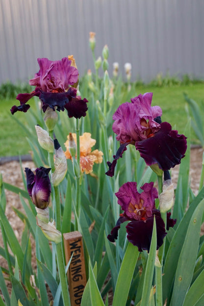WEARING RUBIES - Blyth 2002 - Tall Bearded Iris - Long bloom - Fragrant