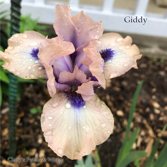 GIDDY -2011-SDB-Fragrant