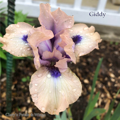Giddy - 2011 Standard Dwarf Bearded Iris - Fragrant