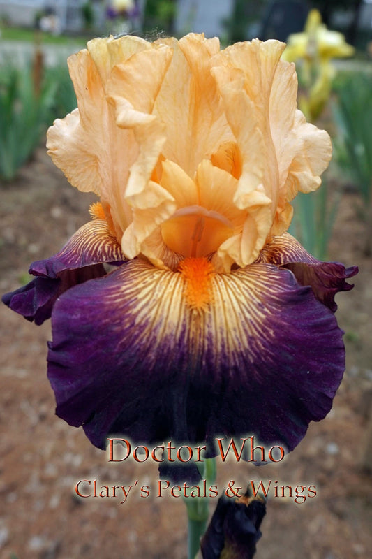 DOCTOR WHO - 2010 Tall Bearded Iris - Fragrant garden standout