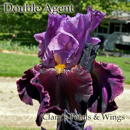 Double Agent - Historic Iris - Maryott 1986 - Reblooming