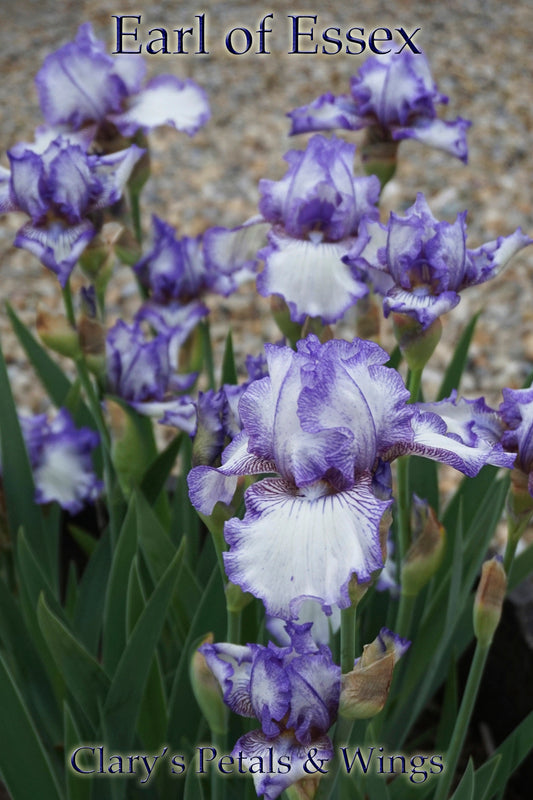 Earl of Essex - Tall Bearded Iris - Reblooming