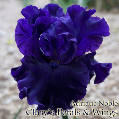 Adriatic Noble - 2017 Tall Bearded Iris