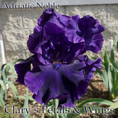 Adriatic Noble - 2017 Tall Bearded Iris