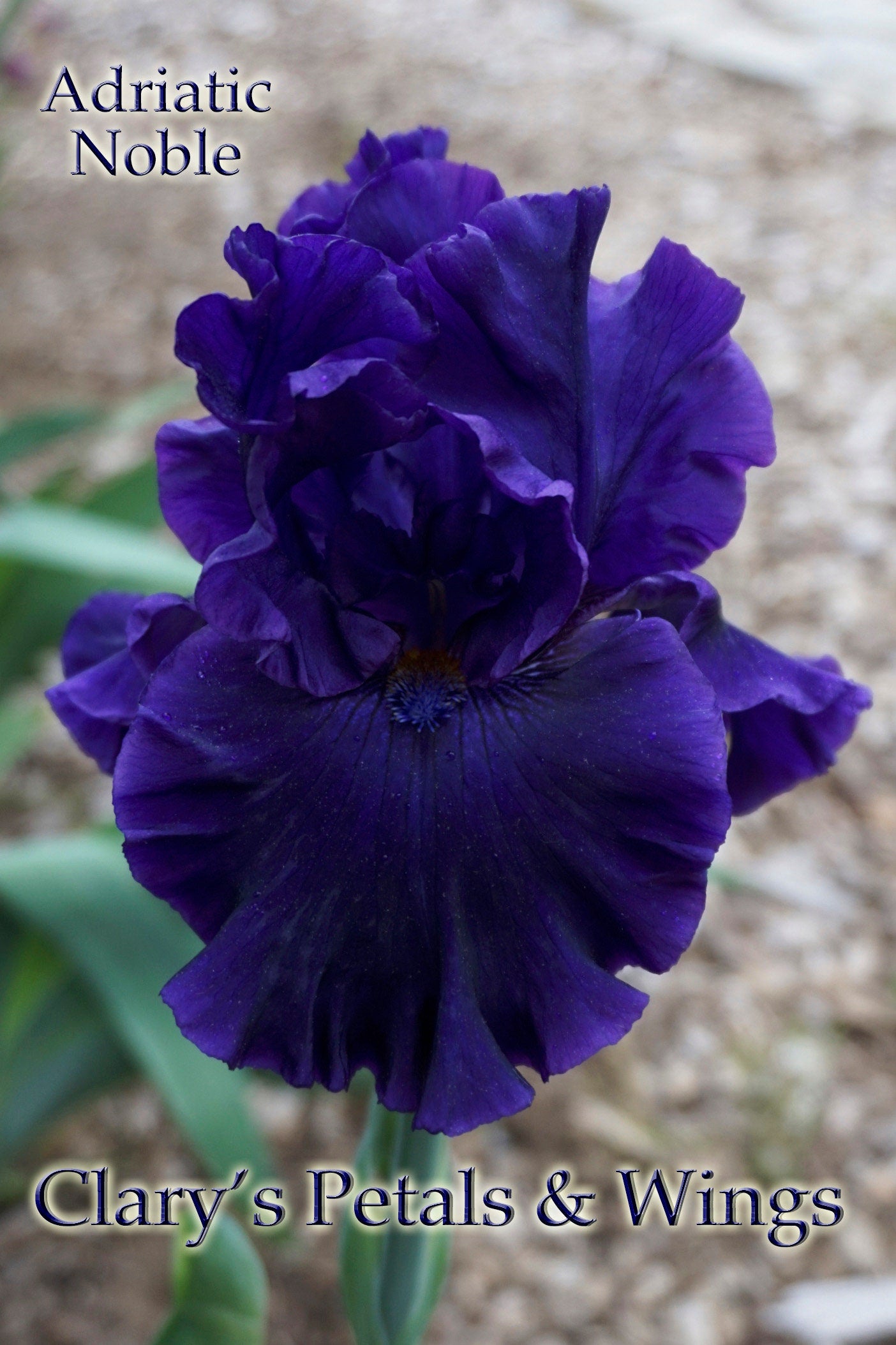 Adriatic Noble - 2017 Tall Bearded Iris