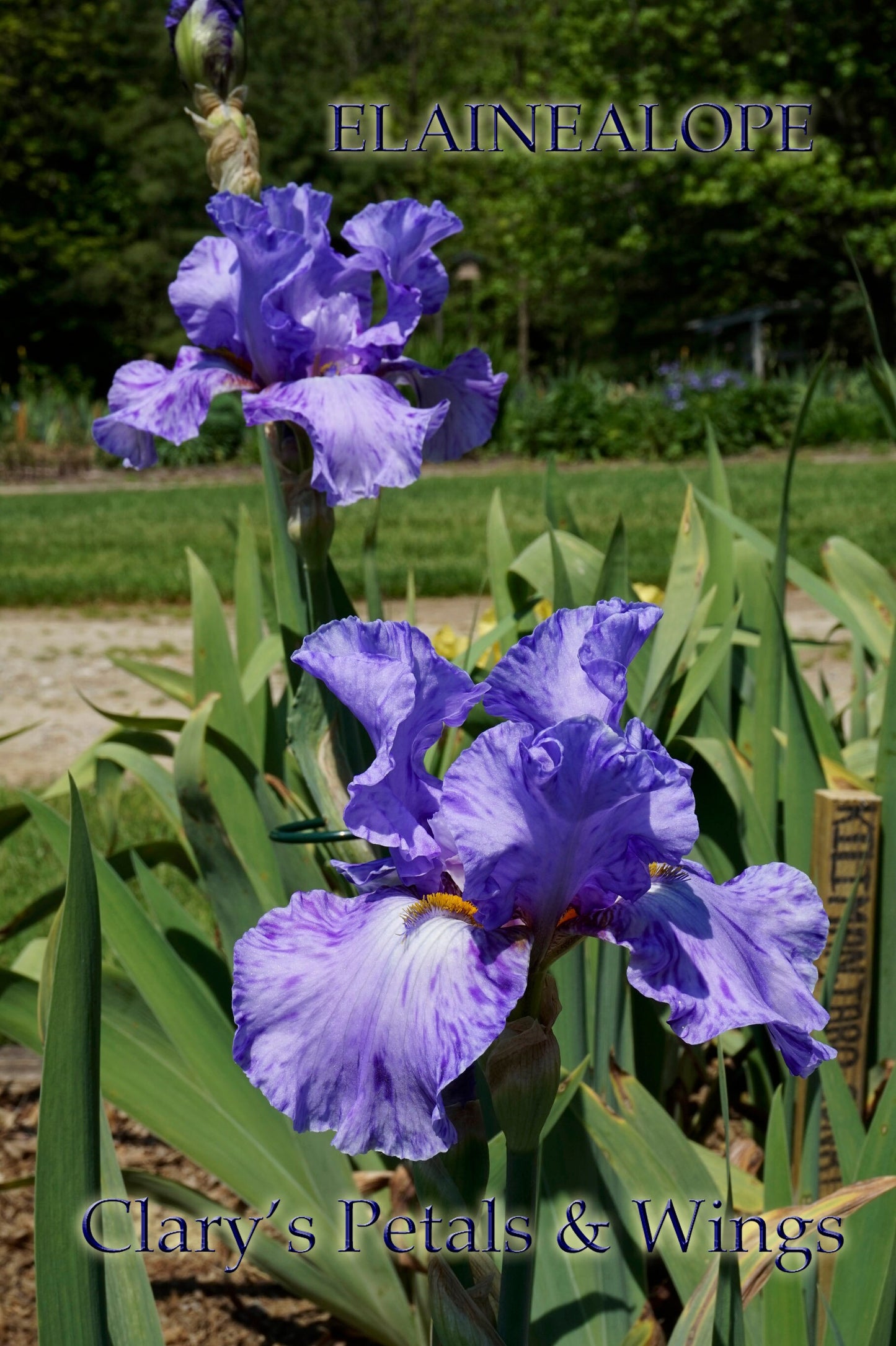 Elainealope  Tall Bearded Iris - Ruffled splashed reblooming