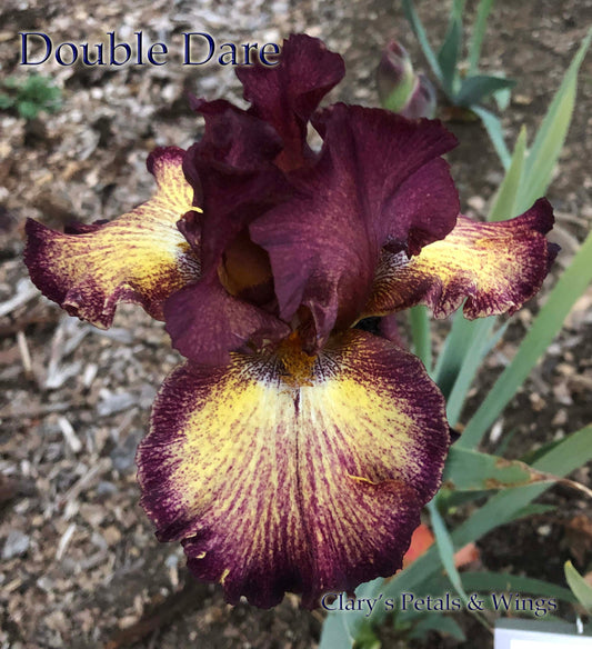 DOUBLE DARE - 2014 - BB - Reblooming