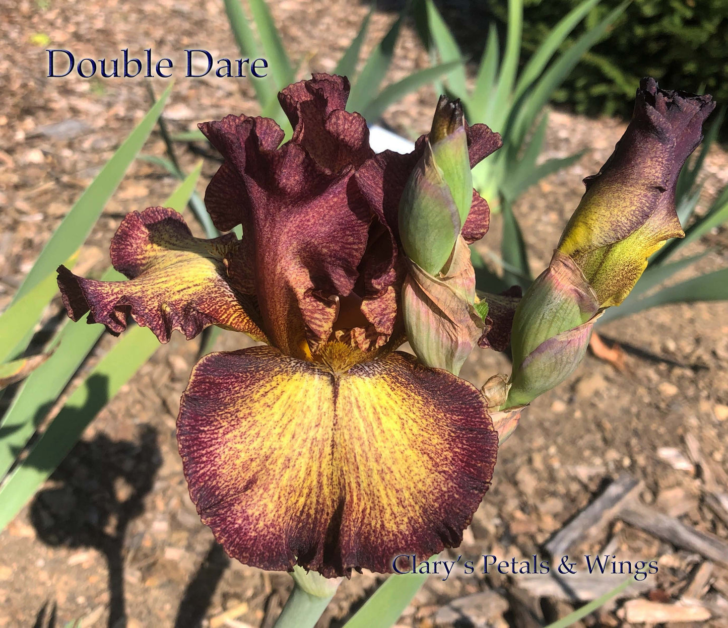 DOUBLE DARE - 2014 - BB - Reblooming
