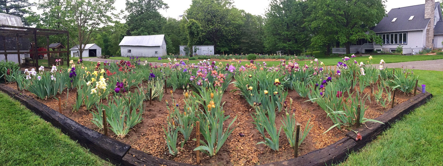 ALL TOO EXCITING - 2018  Tall Bearded Iris